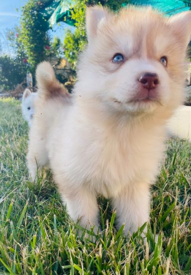 Cachorro husky 