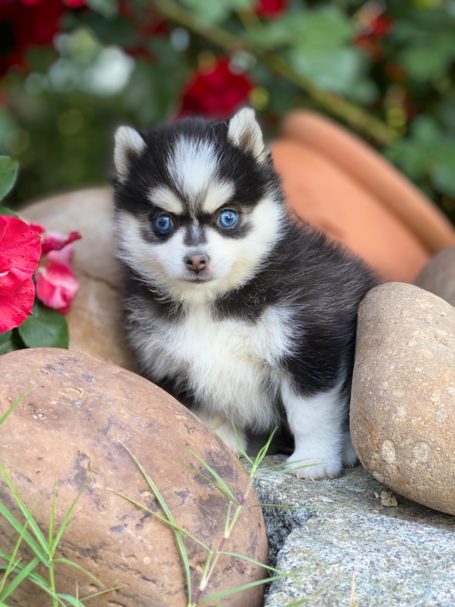 Pomsky miniatura