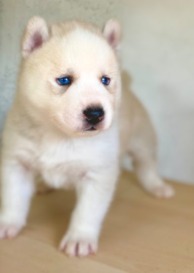 Criador husky siberiano