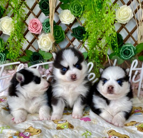 Pomsky criadero España