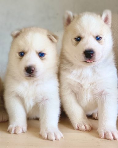Criadero de husky siberiano