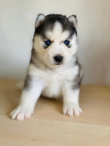 Criador husky siberiano 