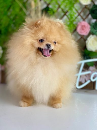 criadores de pomerania
