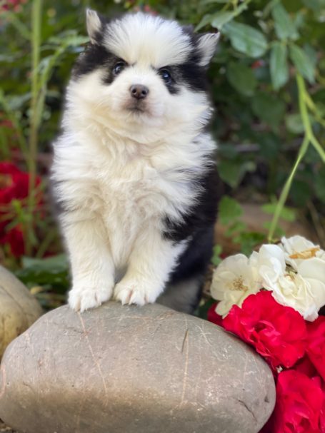 Criadero de pomsky