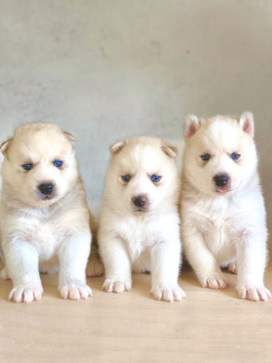 Criadero de husky siberiano