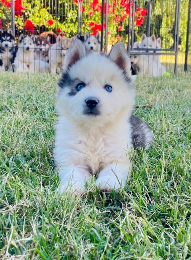 Cachorro husky 