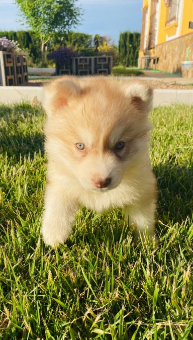 Cachorro husky 