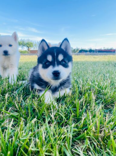 Cachorro husky 