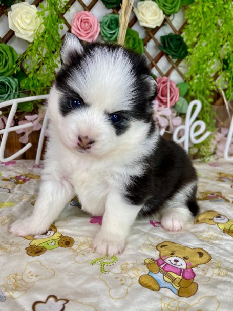 Criadero de Pomsky micro
