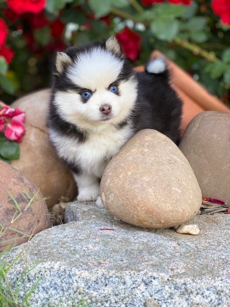 Criadero de Pomsky 