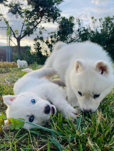 Cachorro husky 