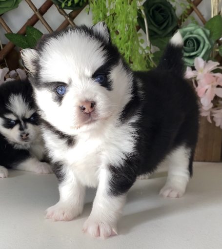 Comprar cachorro pomsky